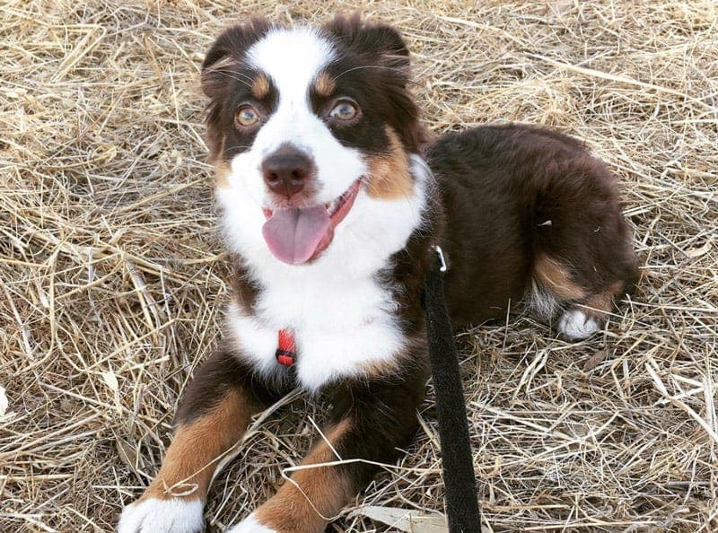 Puppy on leash laying down - Doggo Insurance